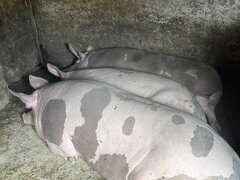 Porci pentru Craciun