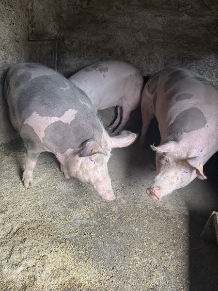 Porci pentru Craciun