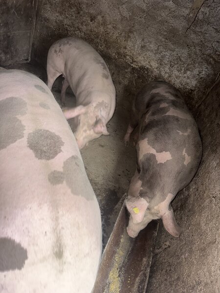 Porci pentru Craciun