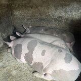 Porci pentru Craciun